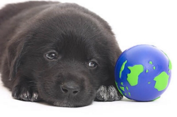 24 HOUR EMERGENCY VET SERVICE