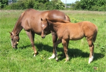 Village Veterinary Hospital Kilkenny