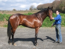 Kilkenny Animal Services