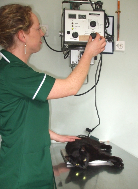 village vet kilkenny