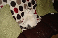 Cat missing