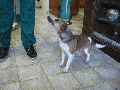 Terrier found