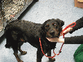 DOG FOUND