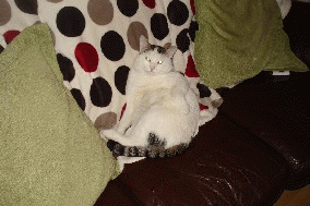 Cat missing