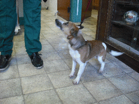 Terrier found
