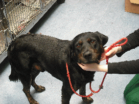 DOG FOUND